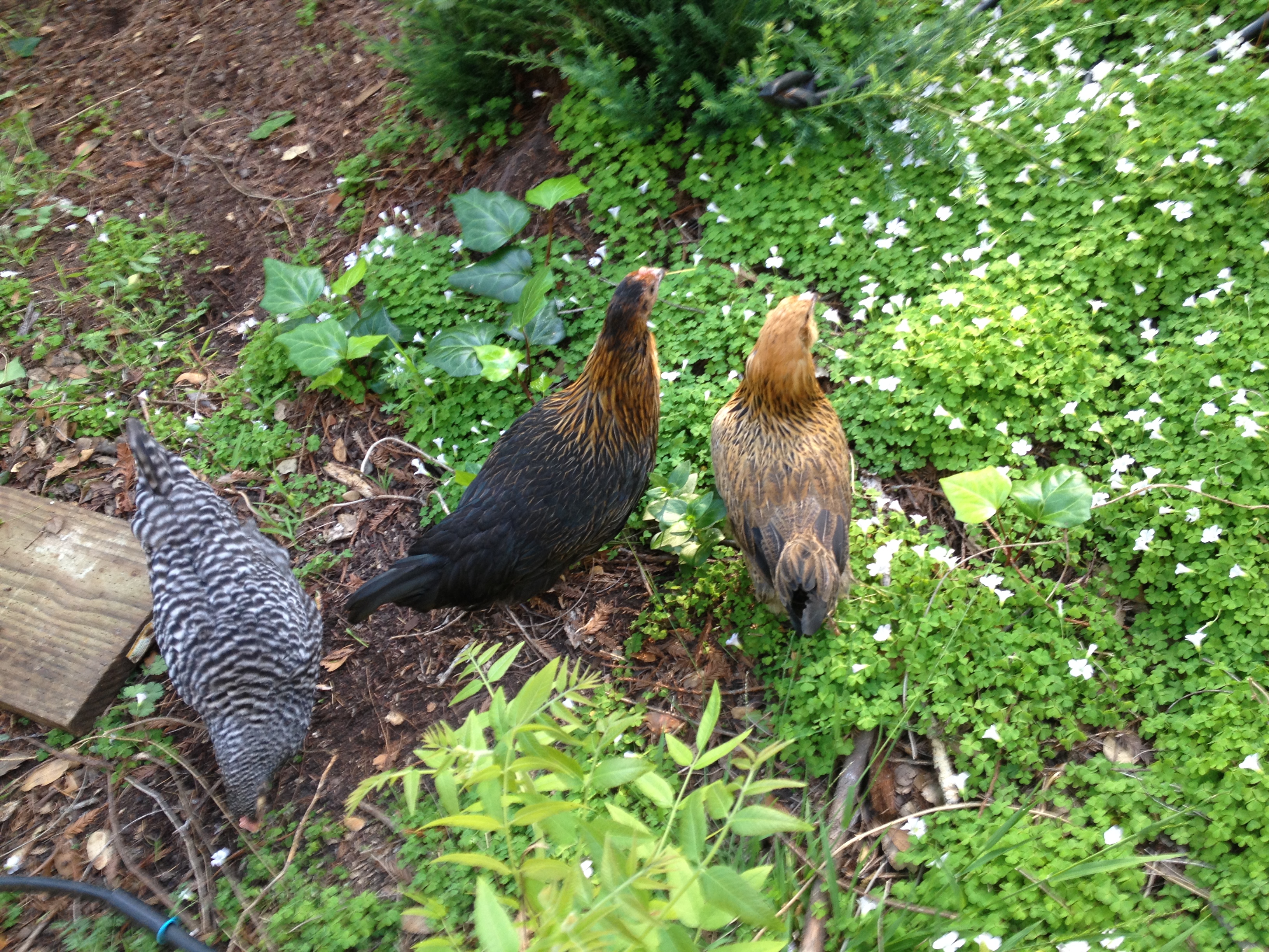 Three pullets grazing